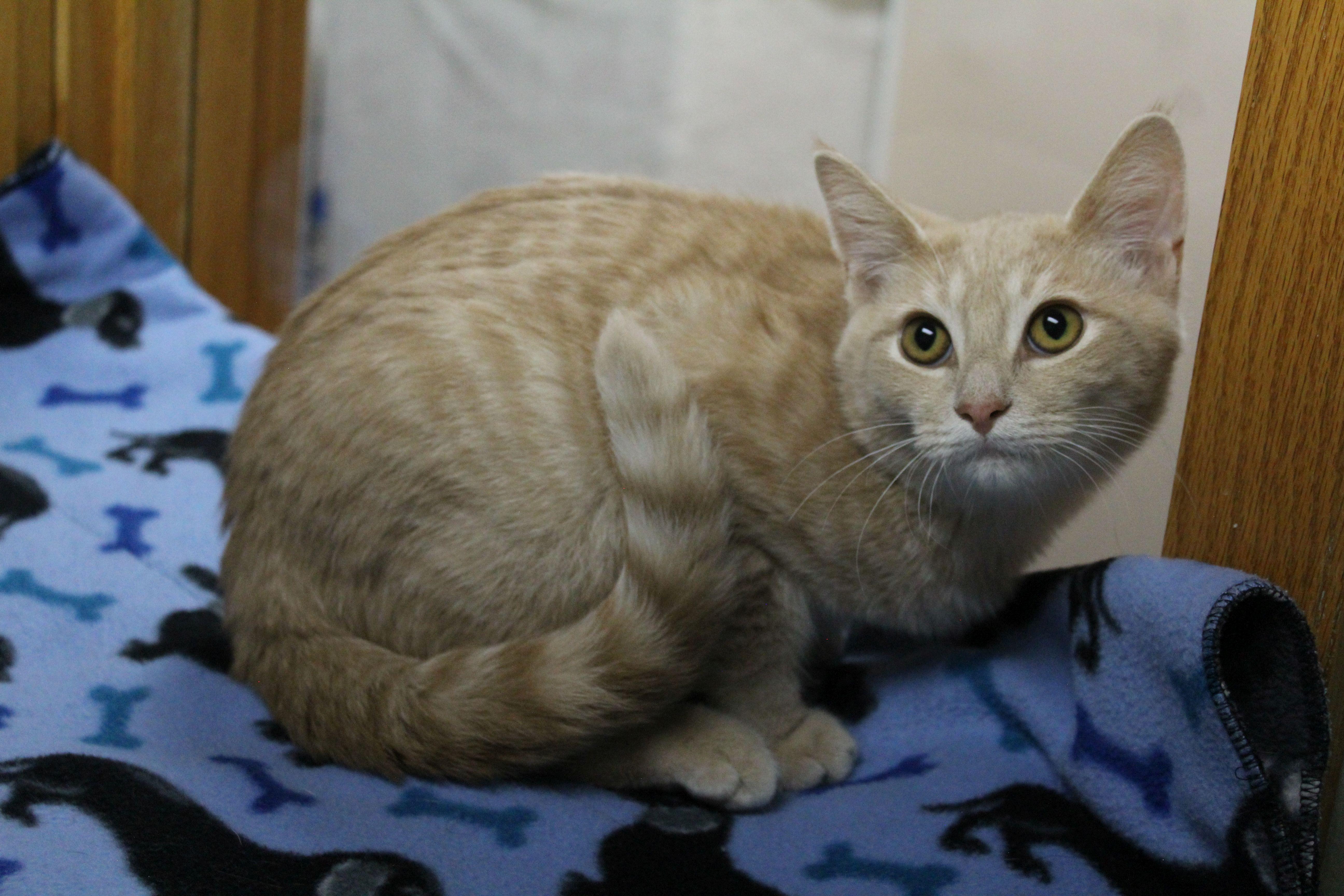 A baby medium-sized male Domestic Short Hair cat named Rolf for adoption in Portage, WI