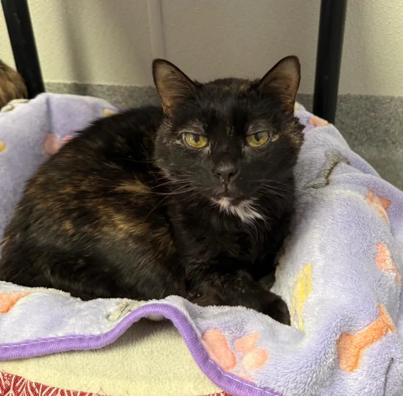 An adult medium-sized female Tortoiseshell Domestic Short Hair cat named Cookie for adoption in New Philadelphia, OH