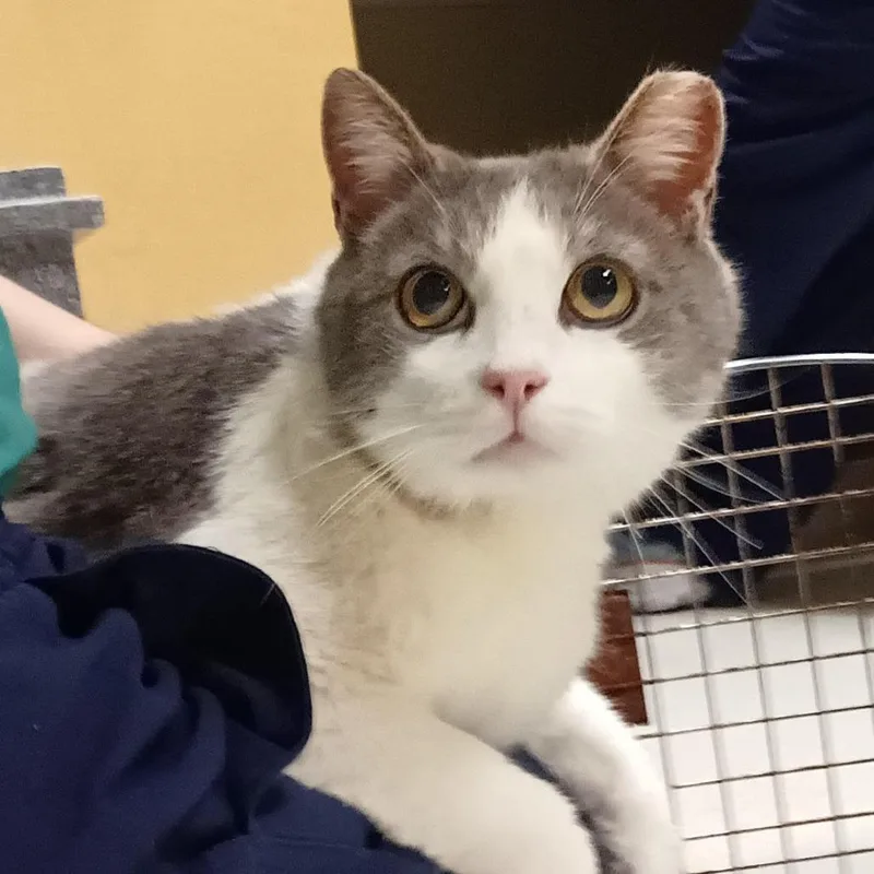 A senior large-sized male White Domestic Short Hair cat named Tivoli for adoption in Baltimore, MD