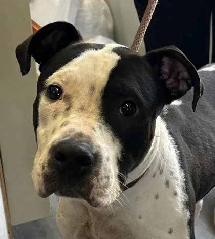 A young medium-sized male Pit Bull Terrier dog named Huckleberry for adoption in West Memphis, AR
