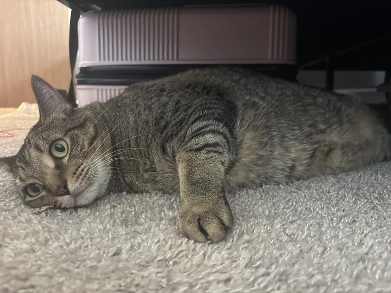An adult medium-sized male Tabby (Brown / Chocolate) Domestic Short Hair cat named Benjamin for adoption in Anoka, MN