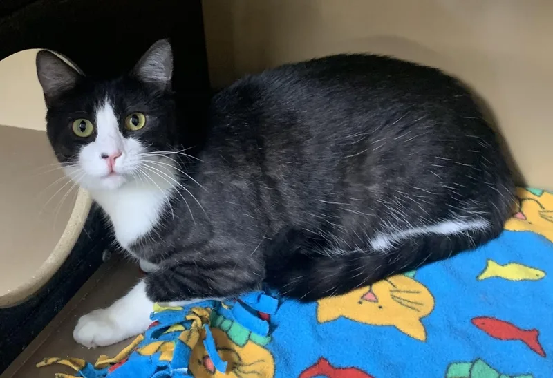 An adult medium-sized male Black & White / Tuxedo Domestic Short Hair cat named Harley & Hunter for adoption in Bisbee, AZ