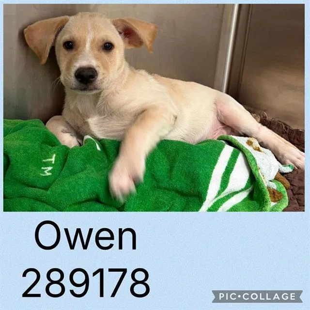 A baby small-sized male Mixed Breed dog named Owen for adoption in Macon, GA