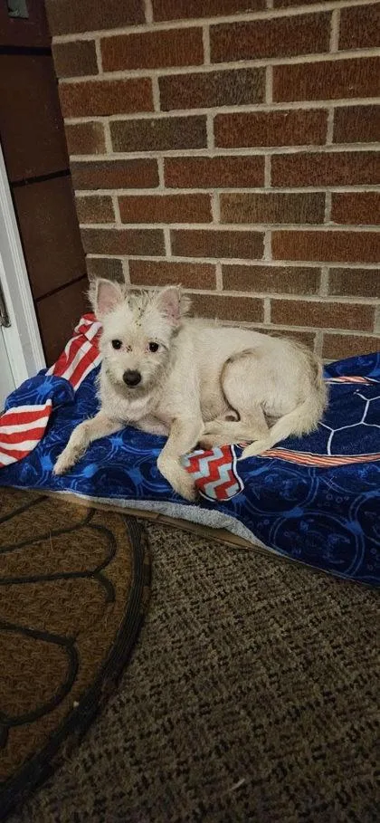 An adult small-sized male West Highland White Terrier / Westie dog named Jeffrey for adoption in Marshall, NC