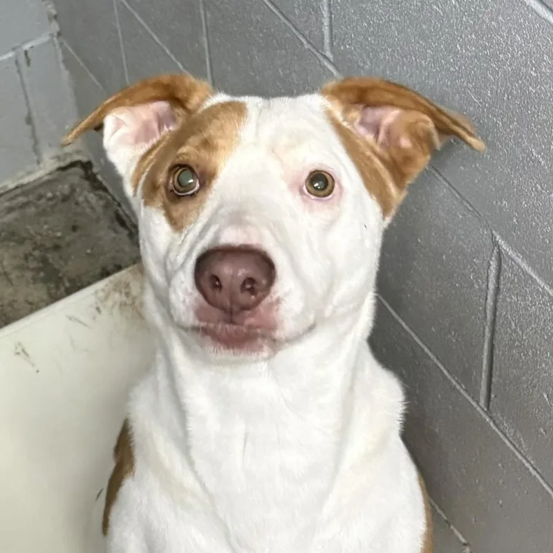 An adult medium-sized male White / Cream Mixed Breed dog named Colt for adoption in Logan, OH