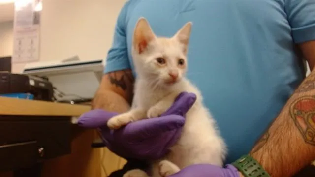 A baby small-sized female Domestic Short Hair cat named Sabrina for adoption in Miami, FL