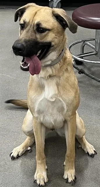 A young large-sized female German Shepherd Dog dog named Seal for adoption in Upper Marlboro, MD