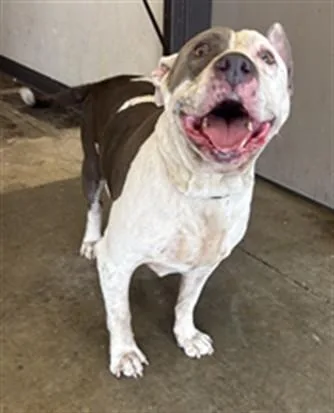 A senior large-sized male Pit Bull Terrier dog named Ronald for adoption in Ontario, CA