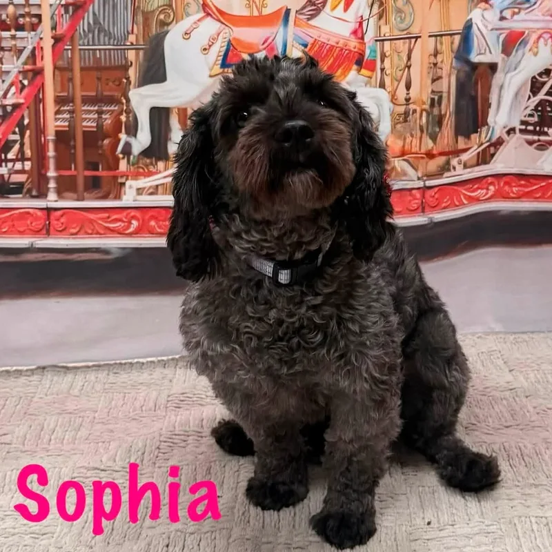 Sophia