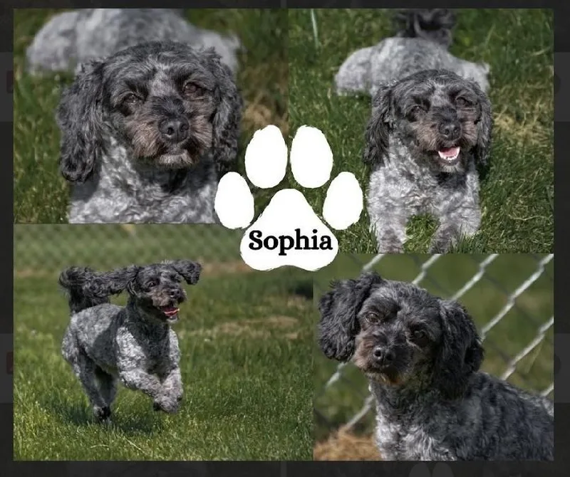 Sophia thumbnail 3
