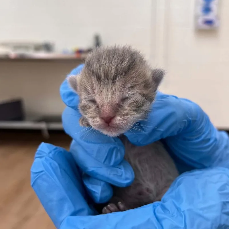 A baby small-sized male Gray / Blue / Silver Domestic Short Hair cat named Zuma for adoption in Lyndhurst, VA