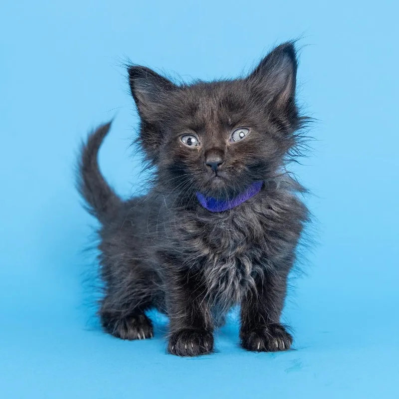 A baby small-sized female Black Domestic Short Hair cat named Yaya purple for adoption in Franklin, TN