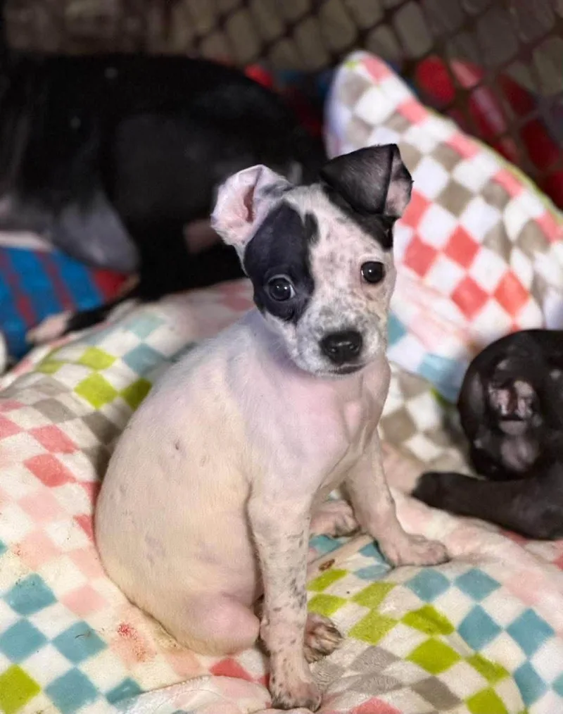 A baby small-sized male Boston Terrier dog named Bronco for adoption in Lutz, FL