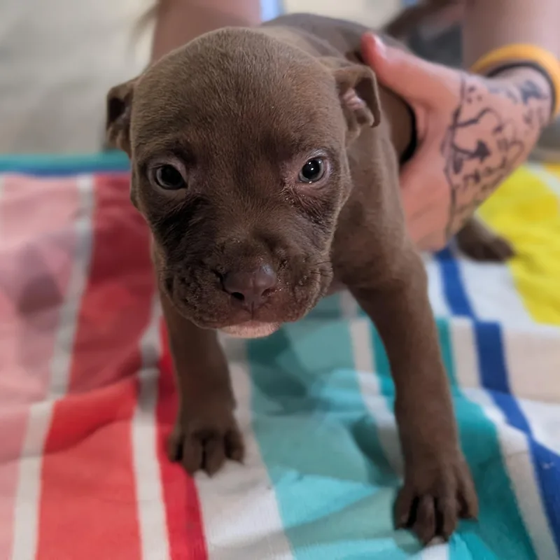 A baby medium-sized male Brown / Chocolate Mixed Breed dog named Chucky for adoption in Alma, MI