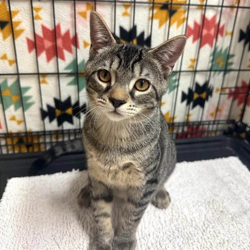 A baby medium-sized male Brown / Chocolate Domestic Short Hair cat named Laszlo for adoption in Fort Lauderdale, FL