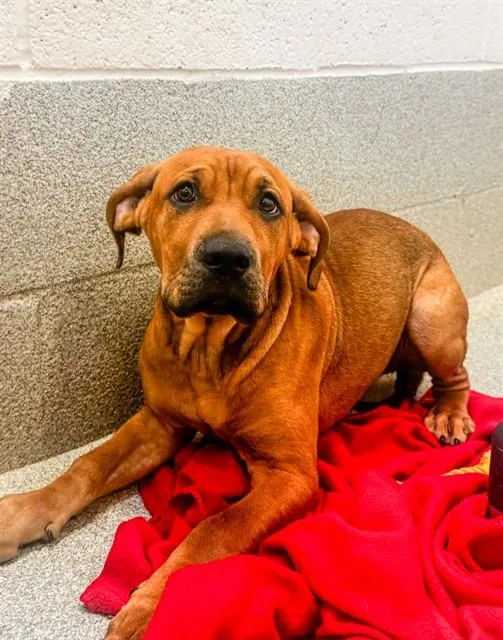 A baby small-sized female Mastiff dog named Ruffles for adoption in Statesville, NC