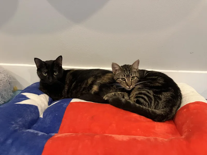 An adult medium-sized female Tortoiseshell Domestic Short Hair cat named Thumbelina & Mocha for adoption in Liverpool, TX