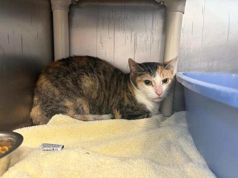 An adult medium-sized female Gray & White Domestic Short Hair cat named Pixie for adoption in Bowling Green, OH