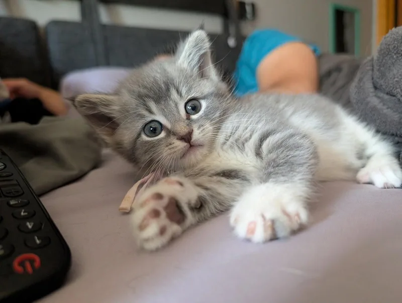 A baby small-sized female Gray / Blue / Silver Domestic Medium Hair cat named Miso for adoption in Brooklyn Center, MN