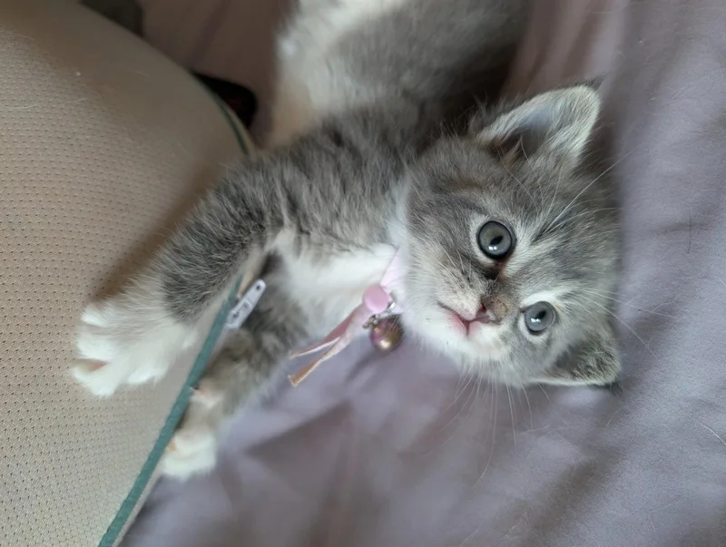 Miso thumbnail 3