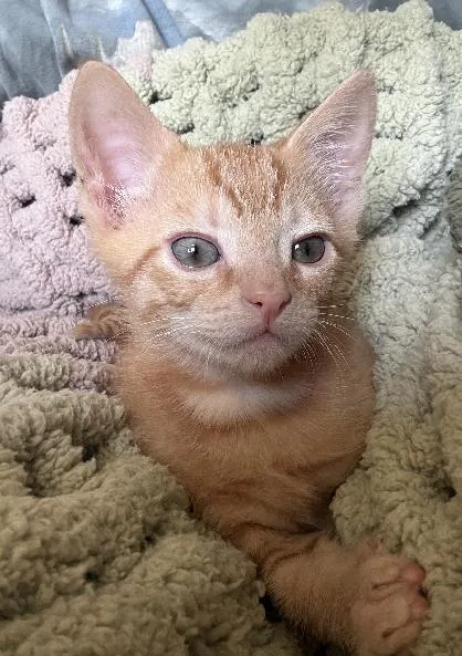 A baby medium-sized male Tabby (Orange / Red) American Shorthair cat named Tig for adoption in Lafayette, LA