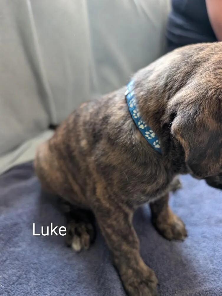 Luke Gavi thumbnail 4