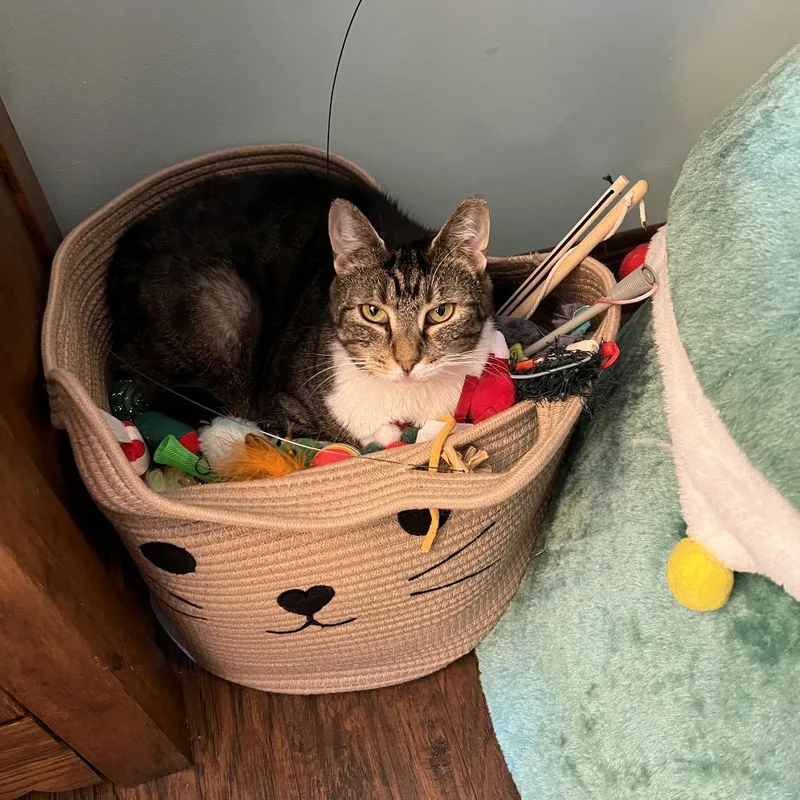 A senior large-sized female Calico Domestic Short Hair cat named Sandy for adoption in Harrisonburg, VA