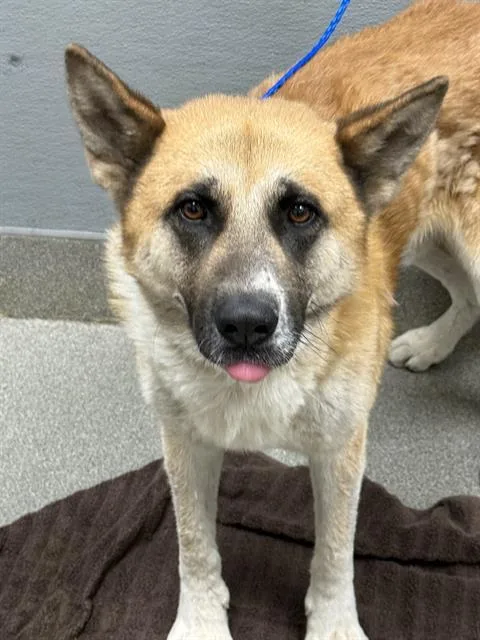 An adult large-sized male German Shepherd Dog dog named Cantoon for adoption in Las Vegas, NV