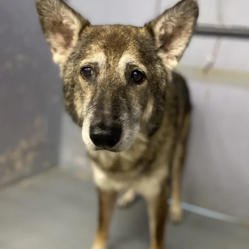 A senior large-sized male Black Shepherd dog named Coyote for adoption in Kyle, TX