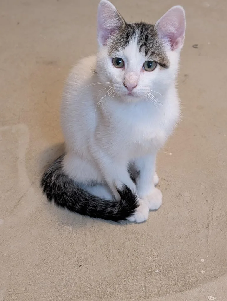 A baby small-sized male Domestic Short Hair cat named Yoda for adoption in Ogden, UT