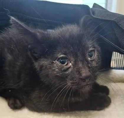 A baby small-sized male Domestic Short Hair cat named Winkie for adoption in Lafayette, IN