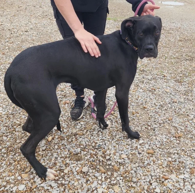 A baby large-sized male Tricolor (Brown, Black, & White) Boxer dog named Chipmunk for adoption in Evansville, IN