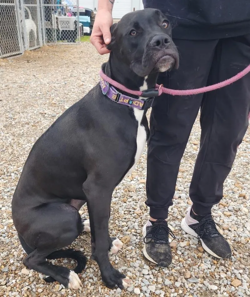 Chipmunk thumbnail 4