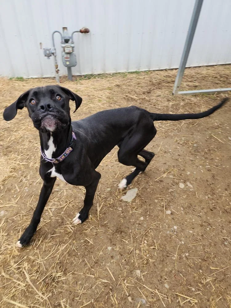 Chipmunk thumbnail 6