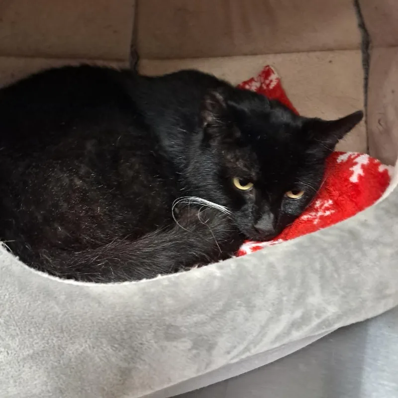A senior medium-sized male Black Domestic Short Hair cat named Oliver for adoption in East Smithfield , PA