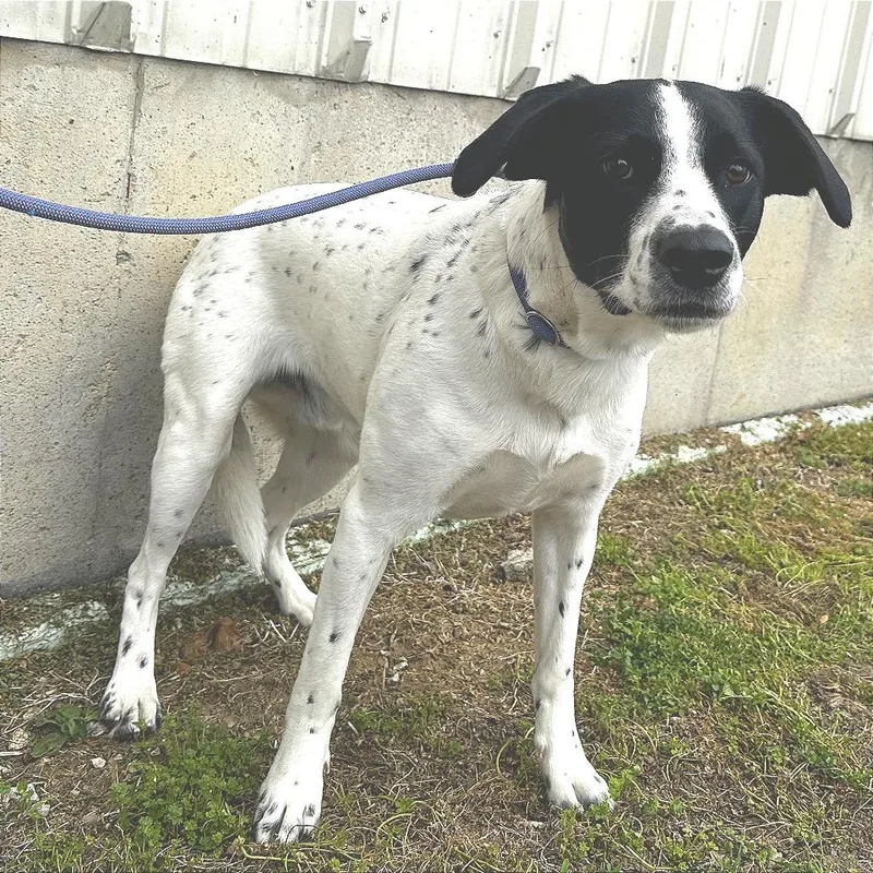 An adult medium-sized male White / Cream Mixed Breed dog named Shawn for adoption in Warrensburg, MO