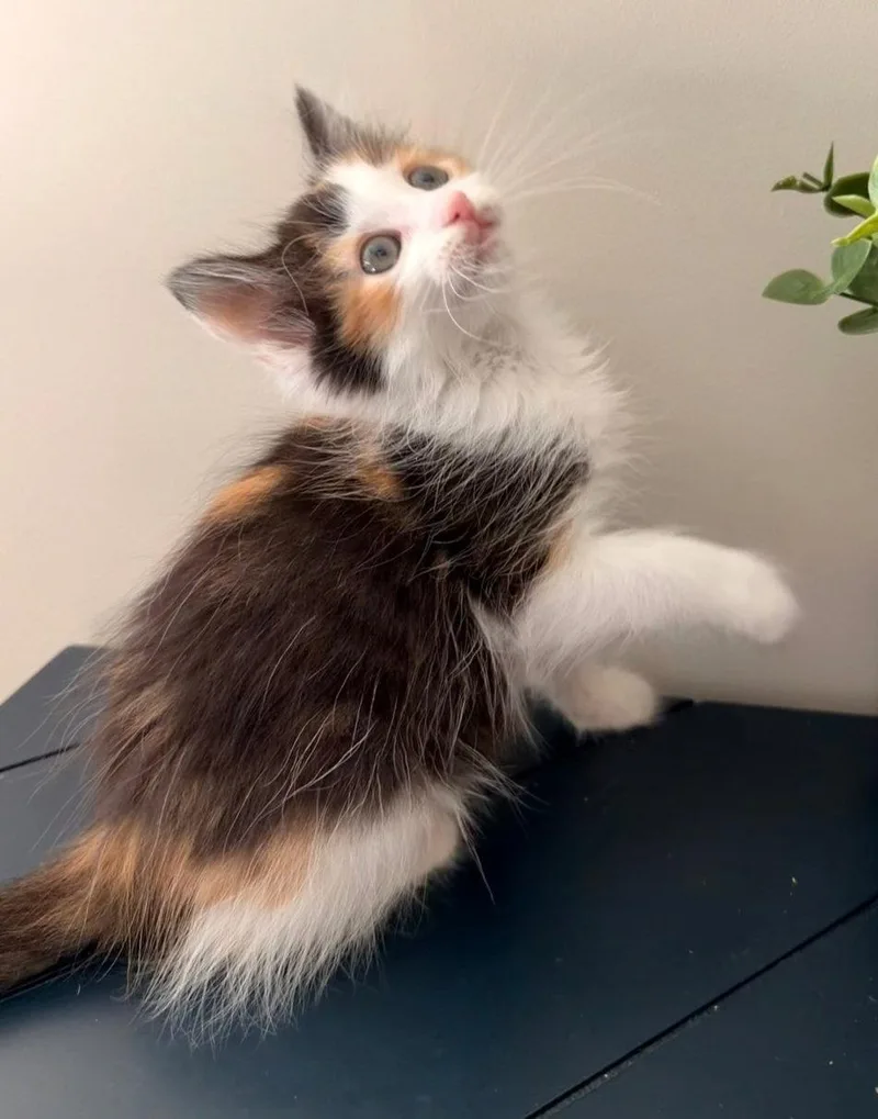 A baby medium-sized female Calico cat named S'mores for adoption in Campbell, CA
