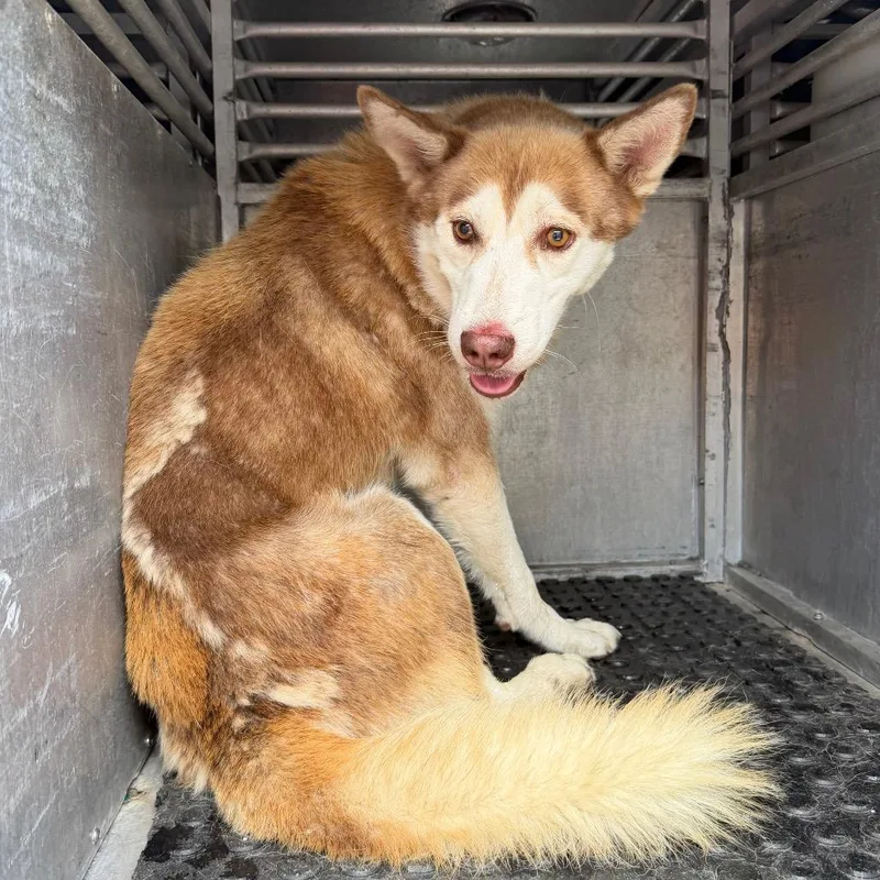 An adult large-sized male Brown / Chocolate Husky dog named Fig for adoption in Edinburg, TX