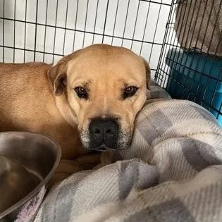 An adult large-sized male Mixed Breed dog named Little Foot for adoption in Athens, GA