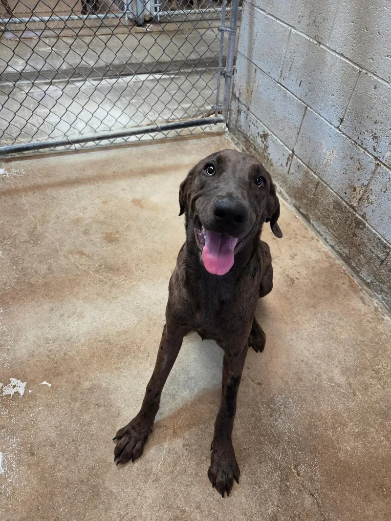 A baby large-sized female Great Dane dog named Freckles for adoption in El Centro, CA