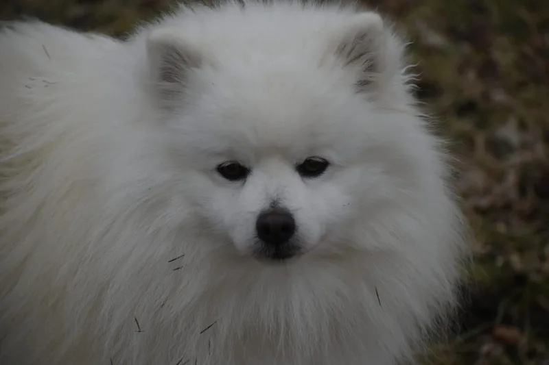 Jedidiah thumbnail 2