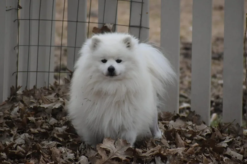 Jedidiah thumbnail 4