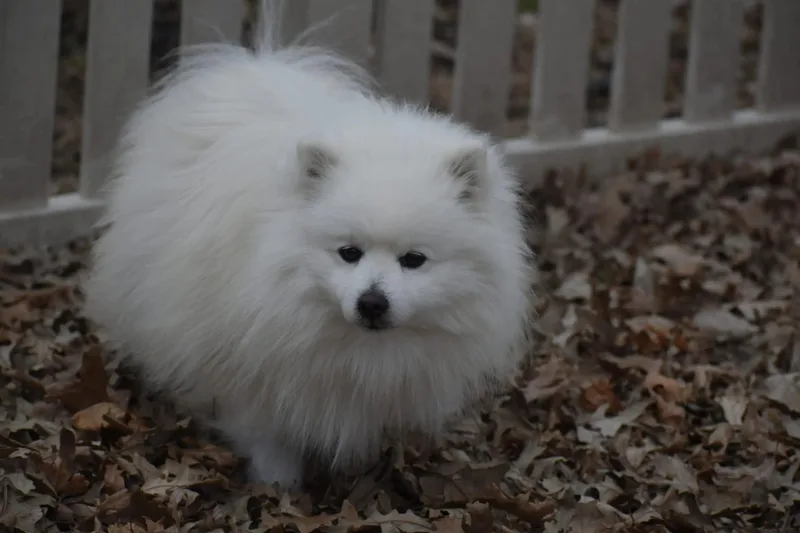 Jedidiah thumbnail 5