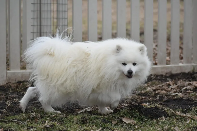 Jedidiah thumbnail 6