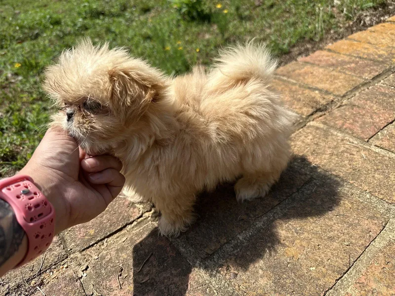 A baby small-sized female Pekingese dog named Winnie Apr   for adoption in Pacolet, SC