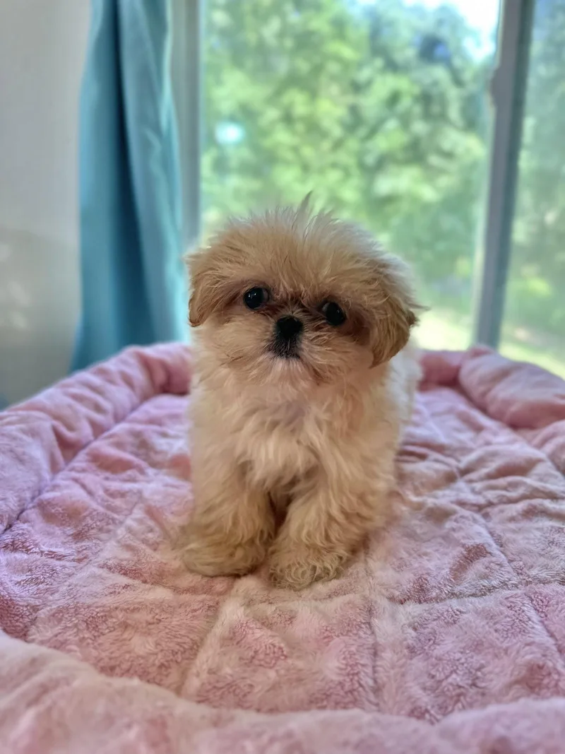 Winnie Apr   thumbnail 2
