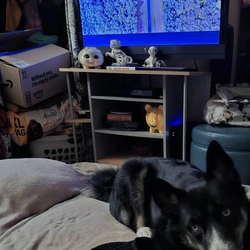 An adult medium-sized male Black Husky dog named Queso for adoption in Buffalo, NY