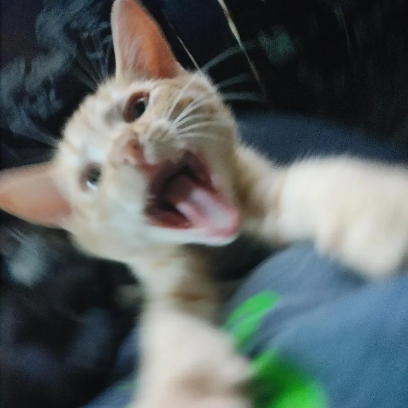A baby small-sized male Orange / Red Domestic Short Hair cat named Tansy AR for adoption in Austin, TX