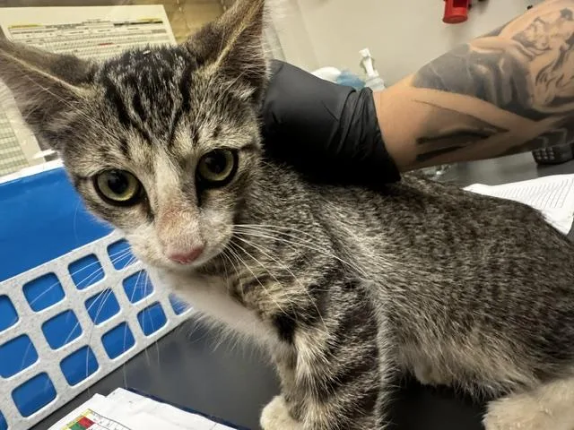 A baby medium-sized male Domestic Short Hair cat named Wildling for adoption in Van Nuys, CA