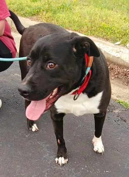 An adult medium-sized male White / Cream Labrador Retriever dog named Bear for adoption in Lonsdale, AR